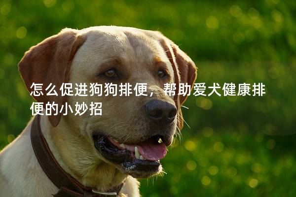 怎么促进狗狗排便，帮助爱犬健康排便的小妙招