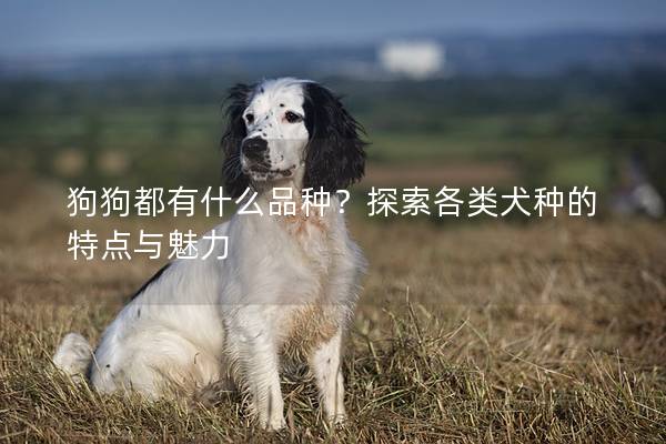 狗狗都有什么品种？探索各类犬种的特点与魅力