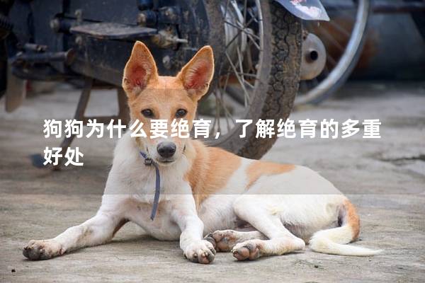 狗狗为什么要绝育，了解绝育的多重好处