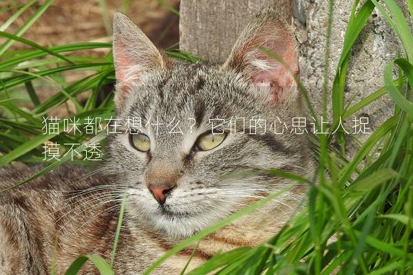 猫咪都在想什么？它们的心思让人捉摸不透