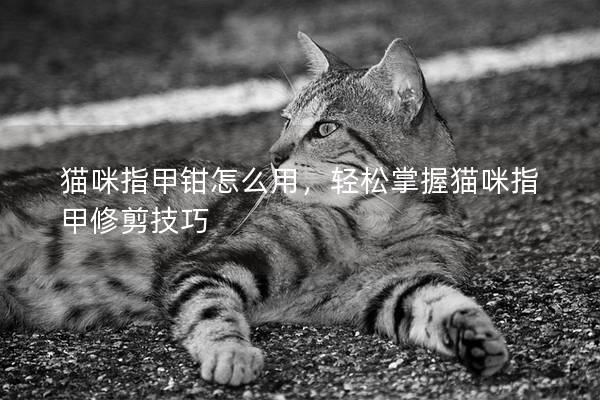 猫咪指甲钳怎么用，轻松掌握猫咪指甲修剪技巧