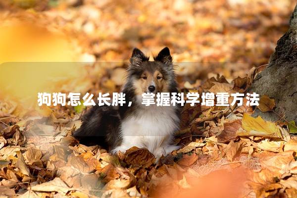狗狗怎么长胖，掌握科学增重方法