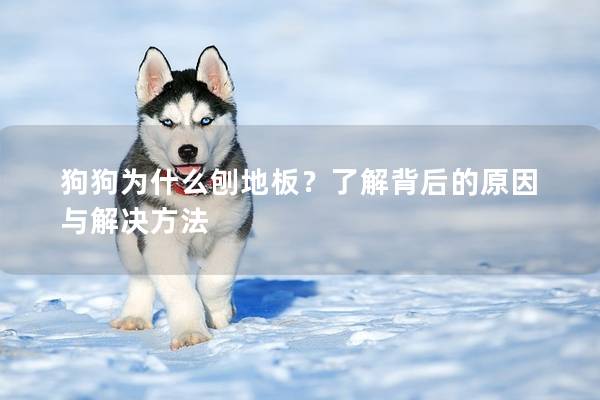 狗狗为什么刨地板？了解背后的原因与解决方法
