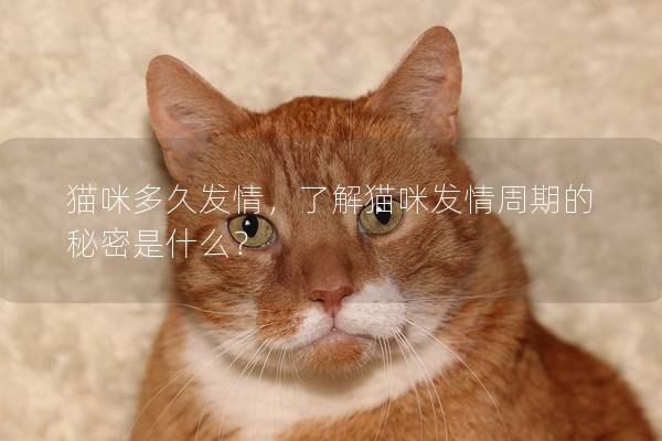 猫咪多久发情，了解猫咪发情周期的秘密是什么？