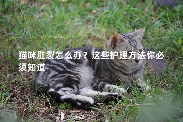 猫咪肛裂怎么办？这些护理方法你必须知道