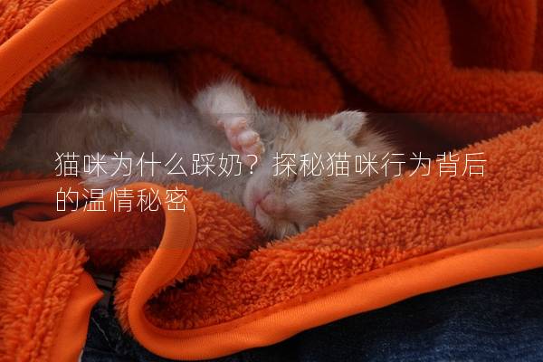 猫咪为什么踩奶？探秘猫咪行为背后的温情秘密