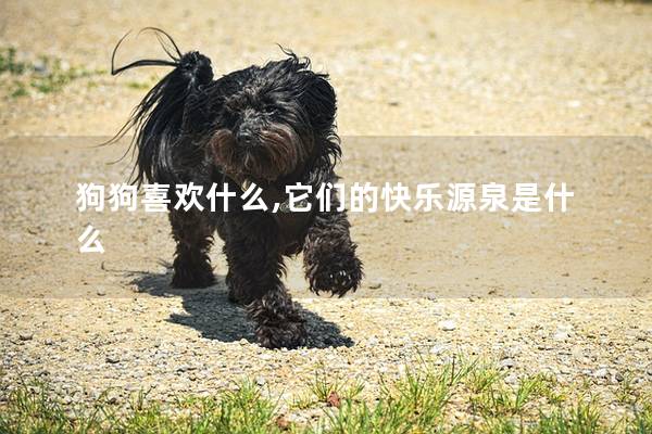 狗狗喜欢什么,它们的快乐源泉是什么