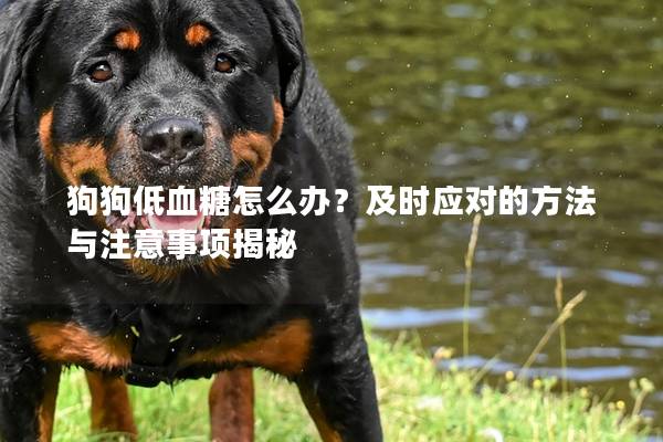 狗狗低血糖怎么办？及时应对的方法与注意事项揭秘