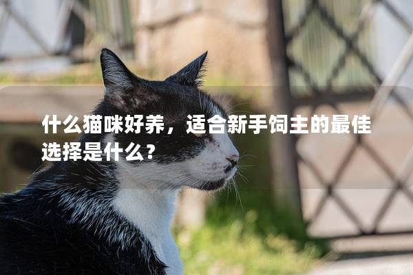 什么猫咪好养，适合新手饲主的最佳选择是什么？