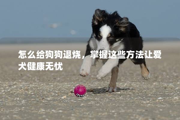 怎么给狗狗退烧，掌握这些方法让爱犬健康无忧