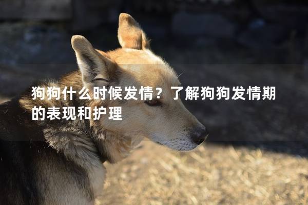 狗狗什么时候发情？了解狗狗发情期的表现和护理