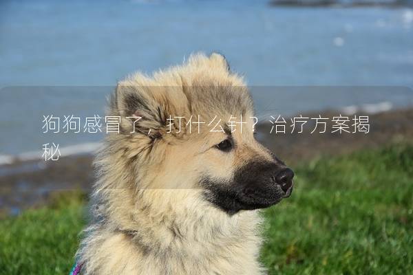 狗狗感冒了，打什么针？治疗方案揭秘