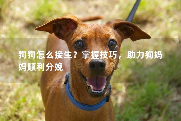 狗狗怎么接生？掌握技巧，助力狗妈妈顺利分娩
