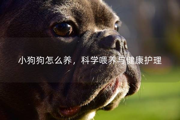 小狗狗怎么养，科学喂养与健康护理