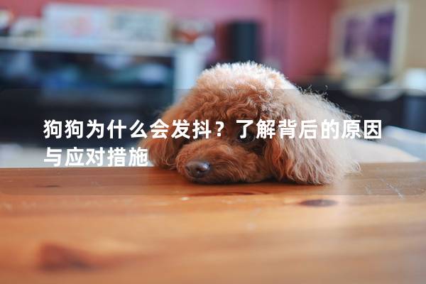 狗狗为什么会发抖？了解背后的原因与应对措施