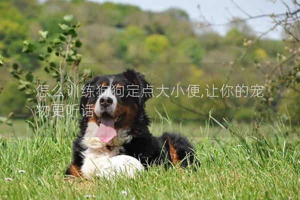 怎么训练狗狗定点大小便,让你的宠物更听话