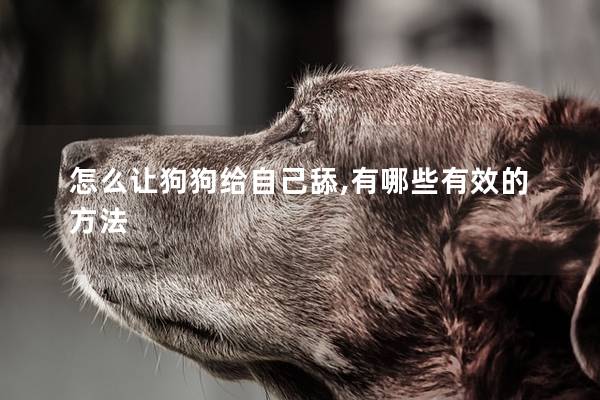 怎么让狗狗给自己舔,有哪些有效的方法