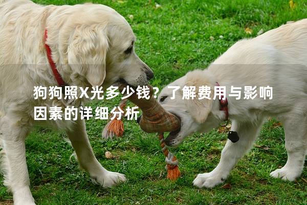 狗狗照X光多少钱？了解费用与影响因素的详细分析