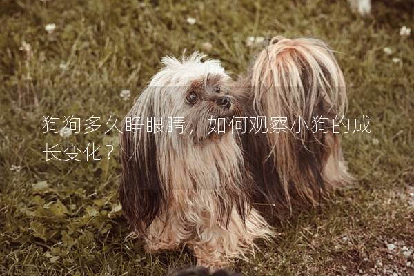 狗狗多久睁眼睛，如何观察小狗的成长变化？