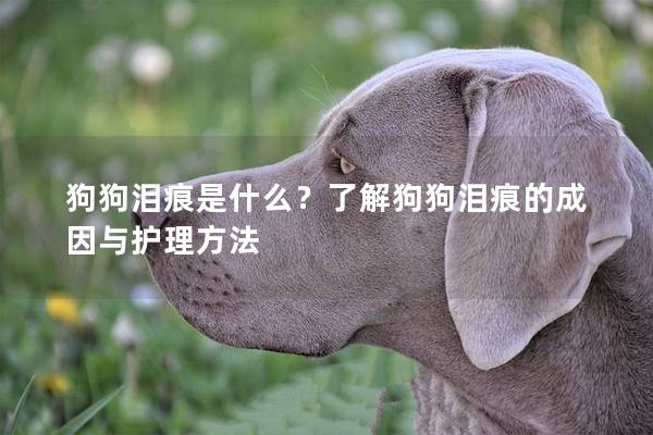 狗狗泪痕是什么？了解狗狗泪痕的成因与护理方法