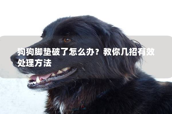 狗狗脚垫破了怎么办？教你几招有效处理方法
