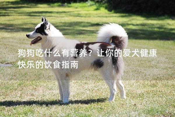 狗狗吃什么有营养？让你的爱犬健康快乐的饮食指南
