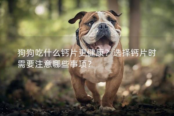 狗狗吃什么钙片更健康？选择钙片时需要注意哪些事项？