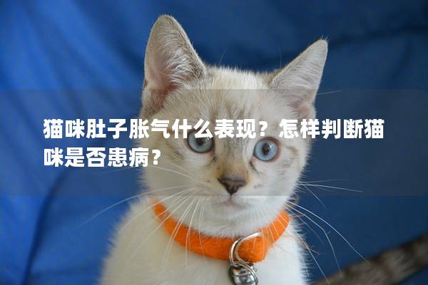 猫咪肚子胀气什么表现？怎样判断猫咪是否患病？