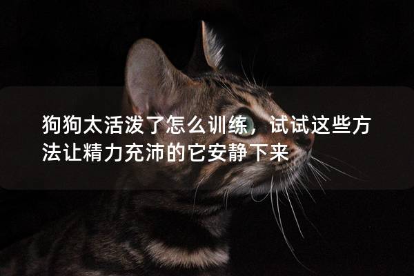 狗狗太活泼了怎么训练，试试这些方法让精力充沛的它安静下来