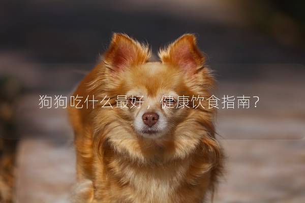 狗狗吃什么最好，健康饮食指南？