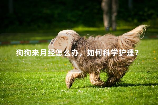 狗狗来月经怎么办，如何科学护理？