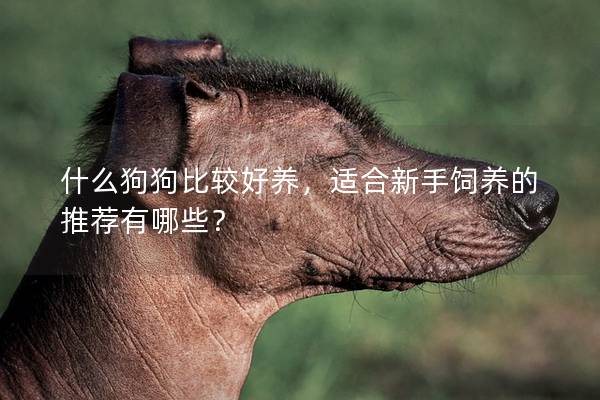 什么狗狗比较好养，适合新手饲养的推荐有哪些？