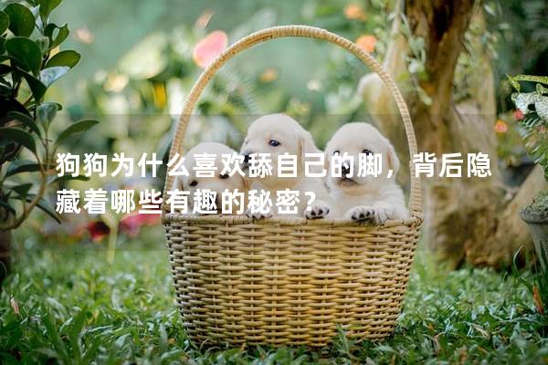 狗狗为什么喜欢舔自己的脚，背后隐藏着哪些有趣的秘密？