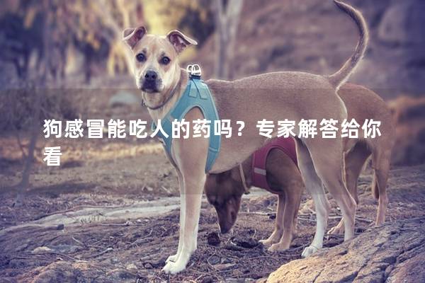 狗感冒能吃人的药吗？专家解答给你看