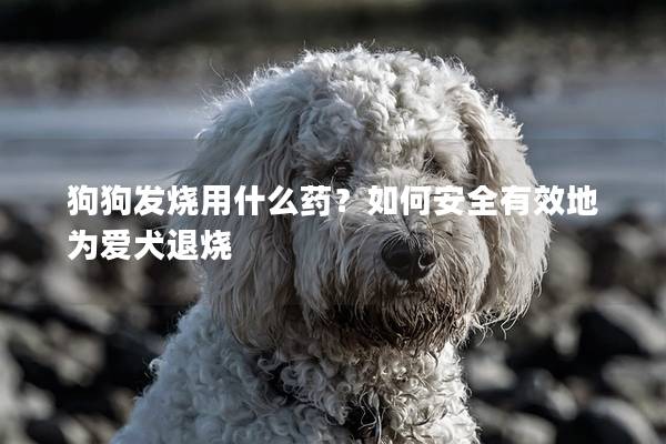 狗狗发烧用什么药？如何安全有效地为爱犬退烧