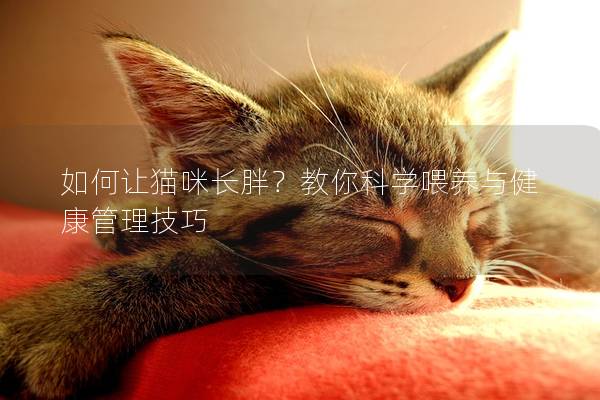 如何让猫咪长胖？教你科学喂养与健康管理技巧