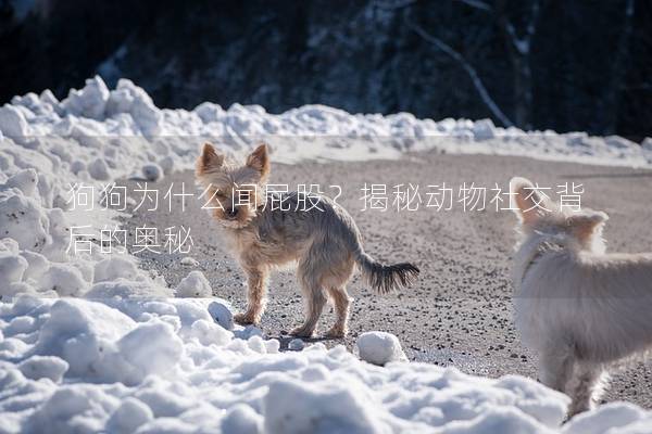 狗狗为什么闻屁股？揭秘动物社交背后的奥秘