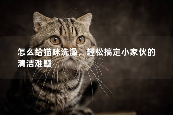 怎么给猫咪洗澡，轻松搞定小家伙的清洁难题
