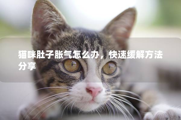 猫咪肚子胀气怎么办，快速缓解方法分享