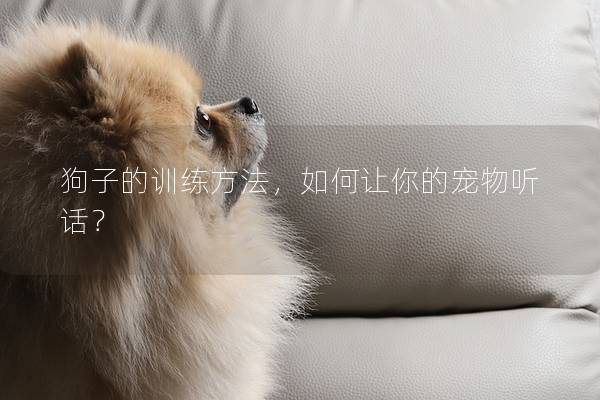 狗子的训练方法，如何让你的宠物听话？