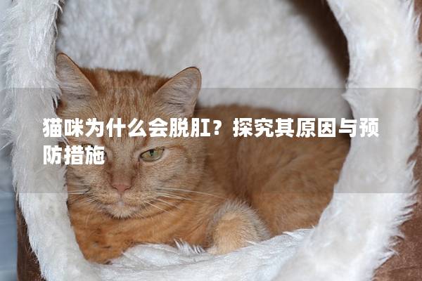 猫咪为什么会脱肛？探究其原因与预防措施