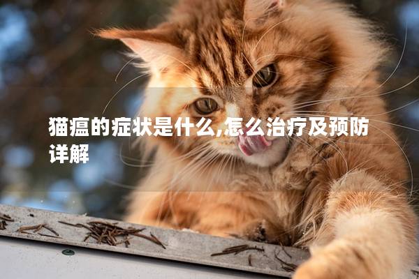 猫瘟的症状是什么,怎么治疗及预防详解
