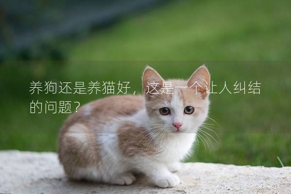 养狗还是养猫好，这是一个让人纠结的问题？