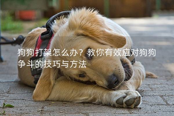 狗狗打架怎么办？教你有效应对狗狗争斗的技巧与方法