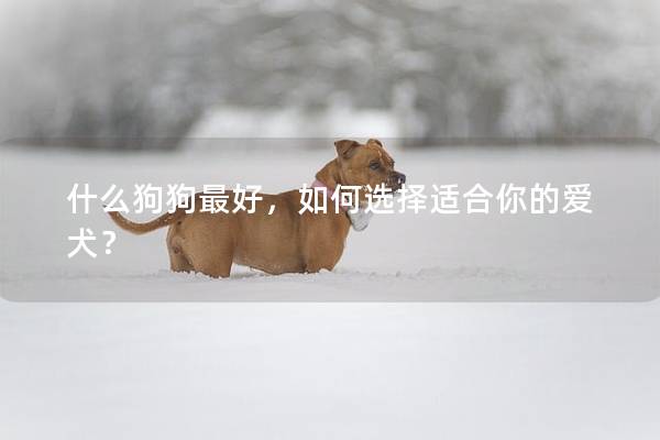 什么狗狗最好，如何选择适合你的爱犬？