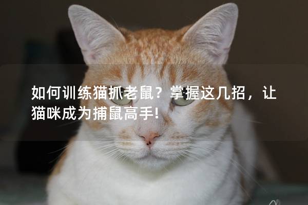 如何训练猫抓老鼠？掌握这几招，让猫咪成为捕鼠高手!