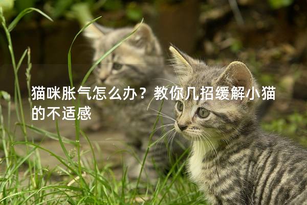 猫咪胀气怎么办？教你几招缓解小猫的不适感