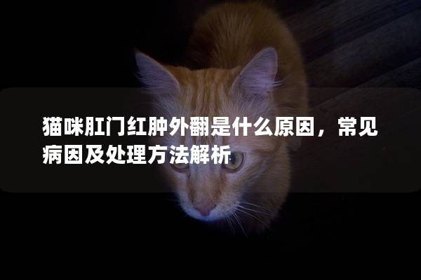 猫咪肛门红肿外翻是什么原因，常见病因及处理方法解析