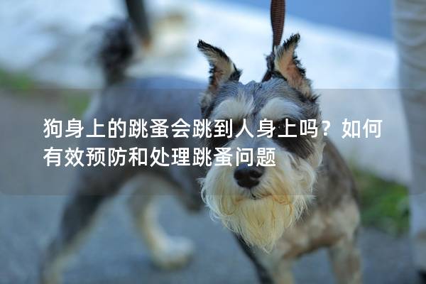 狗身上的跳蚤会跳到人身上吗？如何有效预防和处理跳蚤问题