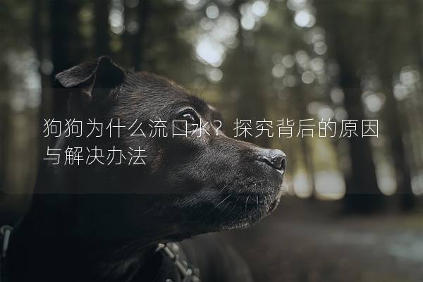 狗狗为什么流口水？探究背后的原因与解决办法